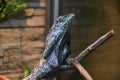 Frilled lizard LAT. Chlamydosaurus kingii Royalty Free Stock Photo