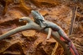 Frilled lizard on a tree branch. Frill-necked lizard. Royalty Free Stock Photo