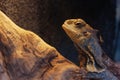 Frilled neck lizard Chlamydosaurus kingii Royalty Free Stock Photo