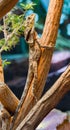 Frilled neck lizard Chlamydosaurus kingii on a tree branch Royalty Free Stock Photo