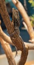 Frilled neck lizard Chlamydosaurus kingii on a tree branch Royalty Free Stock Photo