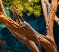 Frilled neck lizard on a tree branch Royalty Free Stock Photo