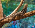 Frilled neck lizard on a tree branch Royalty Free Stock Photo