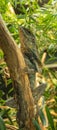 Frilled neck lizard (Chlamydosaurus kingii) Royalty Free Stock Photo