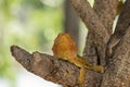 Australian Frill-Necked Lizard Royalty Free Stock Photo