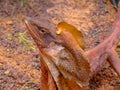 Frilled-necked lizard Royalty Free Stock Photo