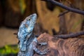 The frilled-necked lizard, Chlamydosaurus kingii Royalty Free Stock Photo