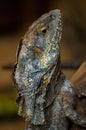 The frilled-necked lizard, Chlamydosaurus kingii Royalty Free Stock Photo