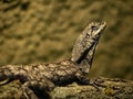frilled-necked lizard, Chlamydosaurus kingii, has large skin growths on its neck Royalty Free Stock Photo