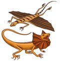 Frilled-necked lizard, flying dragon or agama in Australia. wild animals in nature. vector illustration for book or pet Royalty Free Stock Photo