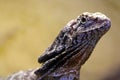 Head of a frilled-necked lizard dragon looking upwards