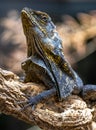 Frilled-necked Lizard Royalty Free Stock Photo