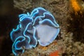 Frilled Nudibranch Leminda millecra seaslug close up Royalty Free Stock Photo