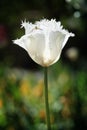 Frilled White Parrot Tulip Flower and Pretty Insec