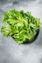 Frillis lettuce, on gray background Royalty Free Stock Photo