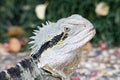 Frillneck Lizard Close up