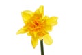 Frilly daffodil flower