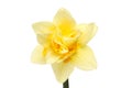 Frilly Daffodil flower Royalty Free Stock Photo