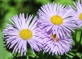 Frilly fan blue fleabane flowers