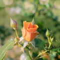 Frilly Jilly Floribunda Rose Royalty Free Stock Photo