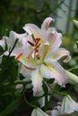 Frilly Oriental lilies unfurl in a sultry summer garden