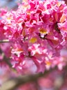 Frilly pink trumpet shaped flowers from Tabebuia Rosea tree with bokeh Royalty Free Stock Photo