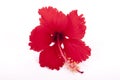 Frilly Red Petals of Exotic Red Hibiscus Flower