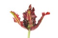 Frilly tulip flower