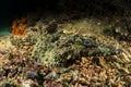 fringe-eyed flathead crocodile fish Royalty Free Stock Photo