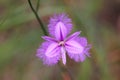 Flowering Fringe Lily close-up ultraviolet color Royalty Free Stock Photo