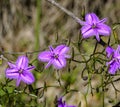 Fringe lily: Thysanotus manglesianus Royalty Free Stock Photo