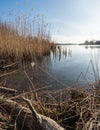 Fringe of reeds Royalty Free Stock Photo