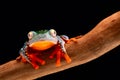 Fringe tree frog