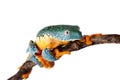 The fringe tree frog on white Royalty Free Stock Photo