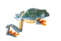 The fringe tree frog on white Royalty Free Stock Photo