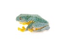 The fringe tree frog on white Royalty Free Stock Photo