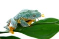 The fringe tree frog on white