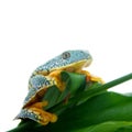 The fringe tree frog on white Royalty Free Stock Photo