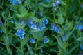 Fringed Bluebells Droop Down From Bright Green Leaves