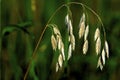 Fringed Brome 41263