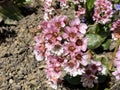 Fringed elephant`s ears Bergenia ciliata, Winter begonia, Hairy bergenia, Pashanbheda or Kaschmir-Bergenie - Switzerland Royalty Free Stock Photo