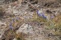 Fringed gentian Royalty Free Stock Photo