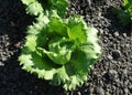 Fringed iceberg lettuce, Lactuca sativa Royalty Free Stock Photo