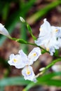 Fringed iris blooms