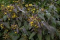 Fringed loosestrife Lysimachia ciliata, dark foliage and yellow flowers Royalty Free Stock Photo