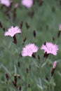 Fringed pink dianthus flowers