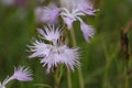 Fringed Pink ,Dianthus monspessulanus