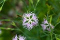 Fringed pink, Dianthus superbus Royalty Free Stock Photo