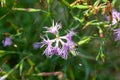Fringed pink, Dianthus superbus Royalty Free Stock Photo