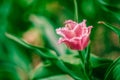 Fringed pink tulip